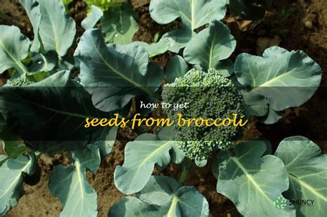 Broccoli seeds with a touch of magic